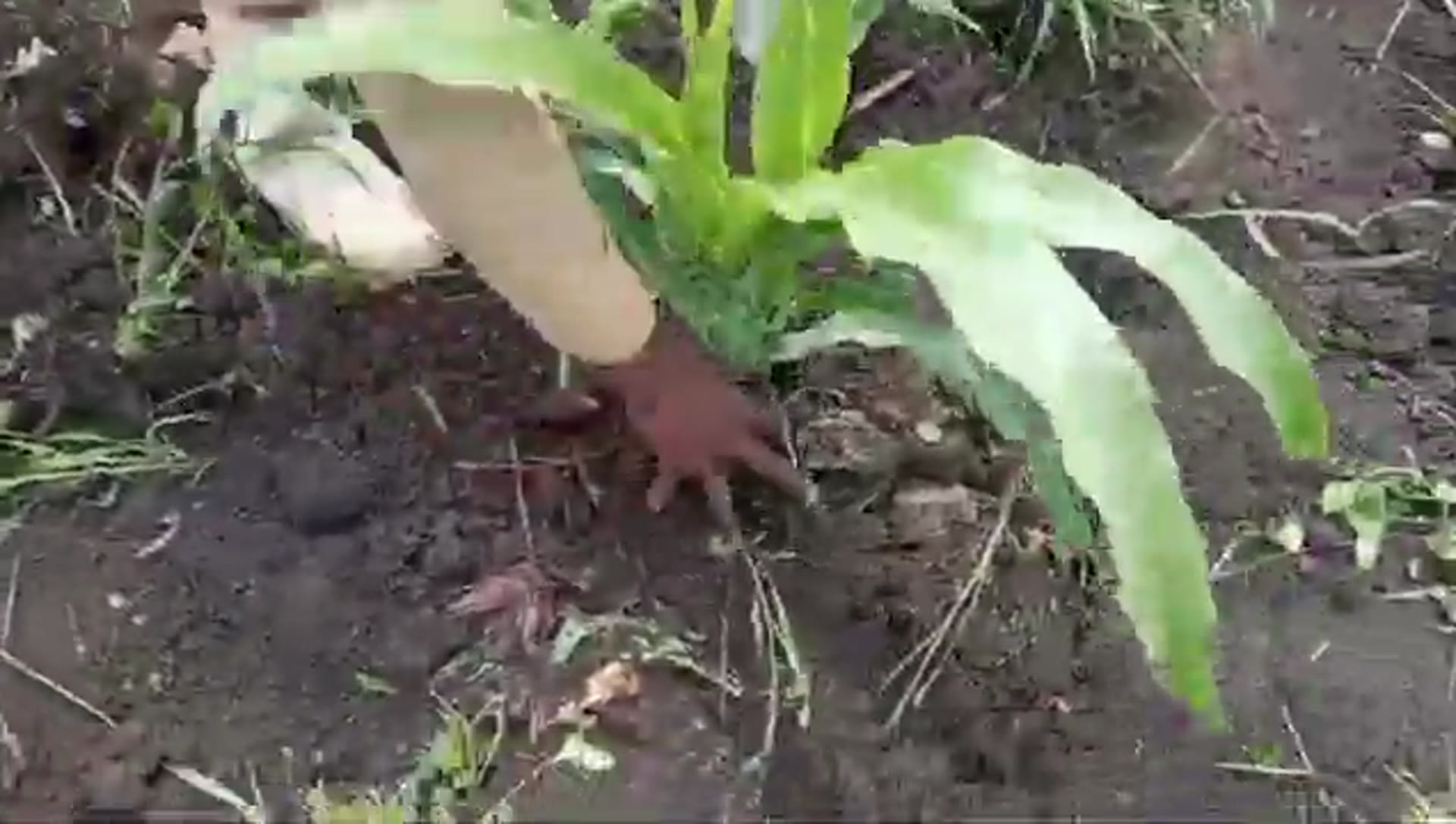 A young maize plant pushing through red Ugandan soil.
