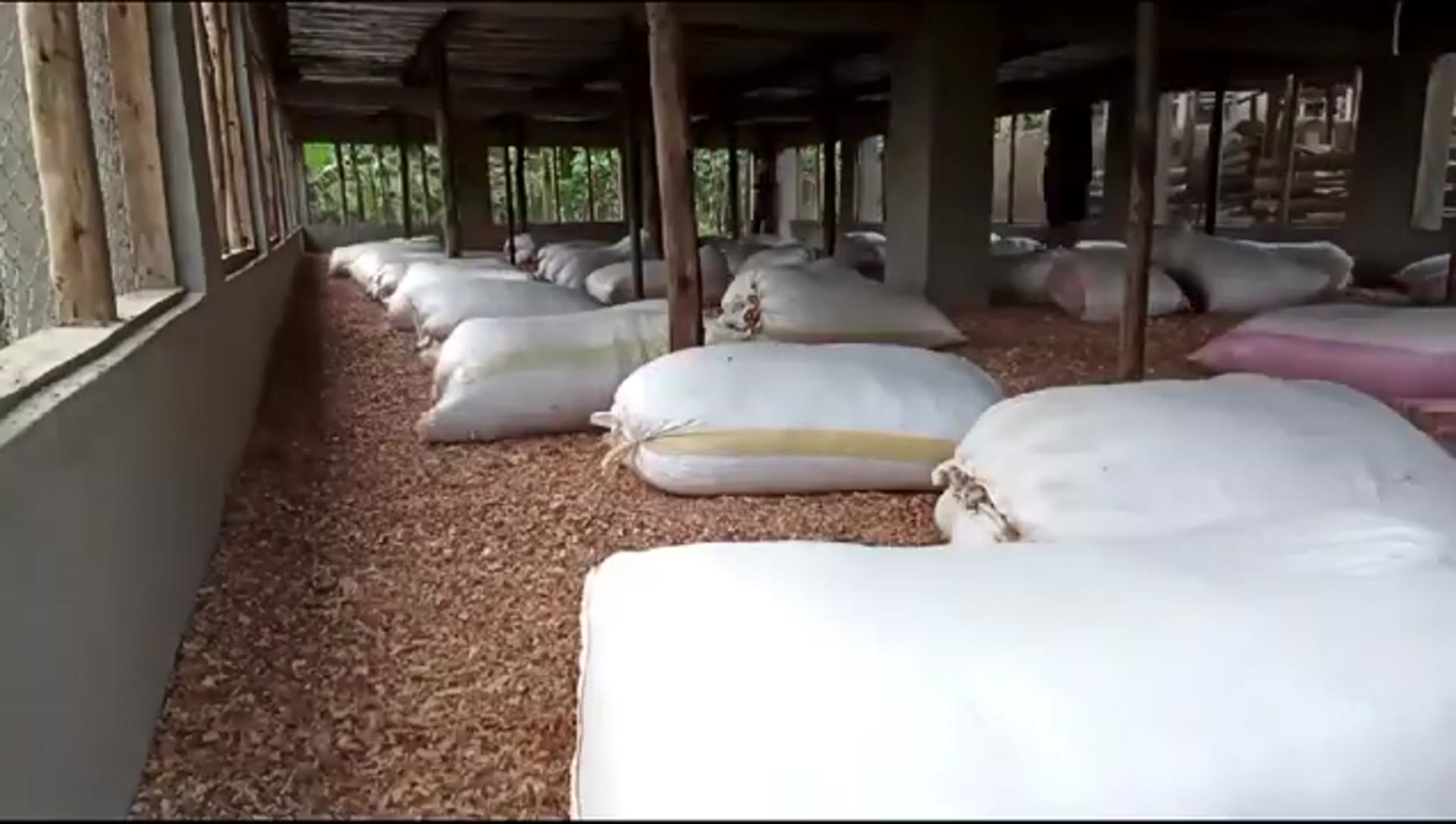 Sacks of milled maize stacked inside Fortune Farms&rsquo; storage shed.