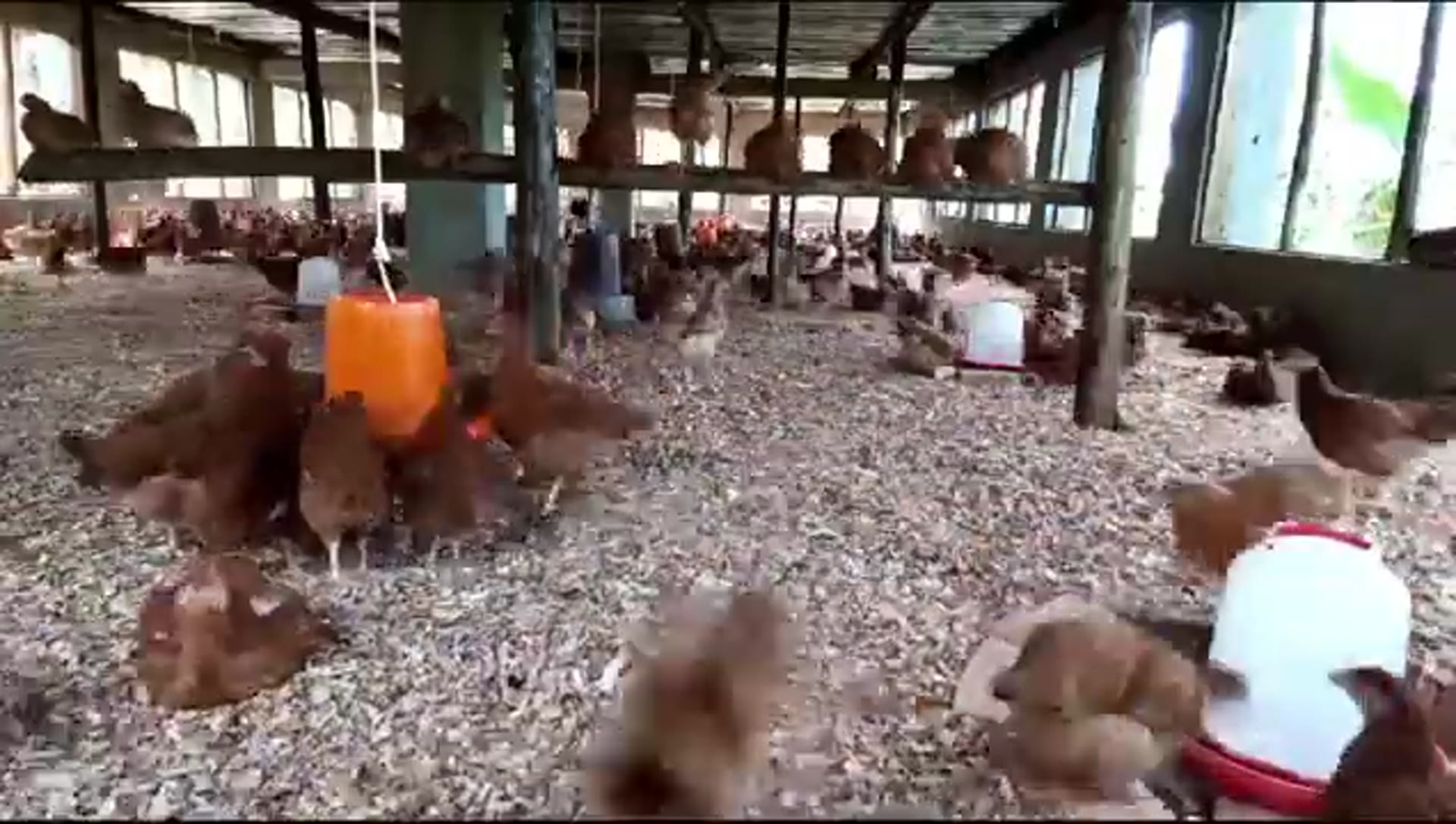 Inside the Fortune Farms poultry shed in Uganda — hundreds of brown laying hens around their feeders.